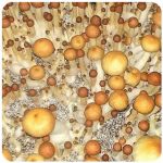 Псилоцибиновые (галлюциногенные) грибы Psilocybin "Golden Teacher" в Кольчугино Псилоцибиновые (галлюциногенные) грибы Psilocybin "Golden Teacher" в Кольчугино