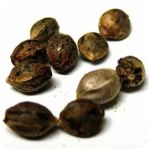 Семена марихуаны АК-47 (Seeds AK-47) в Кольчугино Семена марихуаны АК-47 (Seeds AK-47) в Кольчугино